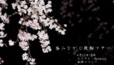 夜桜ツアー