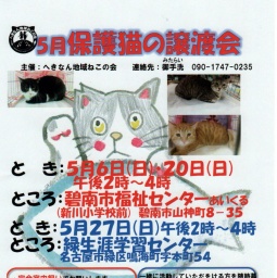 保護猫の譲渡会