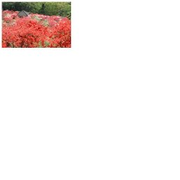 笠間つつじまつり