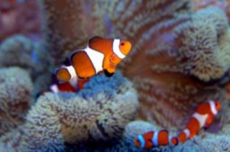 日本一高い展望フロアで夏祭り!?　スカイガーデンで「空中すいぞくかん」開催！