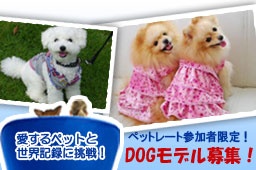 DOGモデル募集！あなたの愛犬も憧れのSWEETAモデルになれるチャンス☆