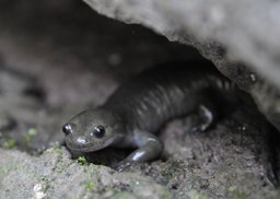 【特別企画展】〜森と水辺をつなぐ〜サンショウウオ