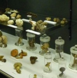 やさしい自然かんさつ会「はじめてのキノコ」