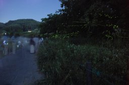 花見ホタル祭り