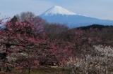 絶景★富士山～まるごと岩本山～