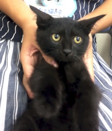 10月29日(日)猫の譲渡会 みなと猫の会主催※こねこからおとなねこまで！