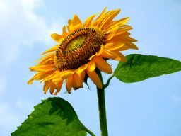 大自然フェスティバル２００９（テストイベント）