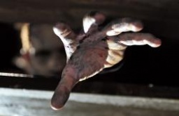 「サバイバル・オブ・ザ・デッド」劇場鑑賞券10組20名様にプレゼント!