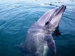 ドルフィンスイム＆温泉＆美味いものツアー　　社会人サークルFEAD