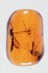 自然史オープンセミナー（6月）「昆虫化石」