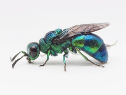 特別展「のぞいてみようハチの世界~かわいい?こわい?おもしろい!」