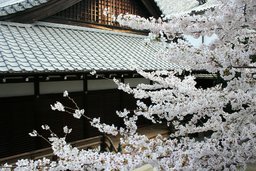 2日間限定！本山興正寺 春のお食事付き特別拝観4/8(土)・4/9(日)