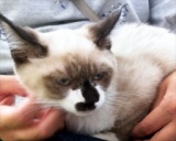 8月6日(日) 猫の譲渡会 みなと猫の会