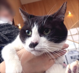 5月27日(日) 猫の譲渡会 名古屋市守山区 みなと猫の会主催