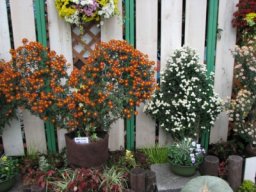 キクで楽しむトピアリー展