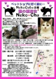 nekochu 猫の譲渡会
