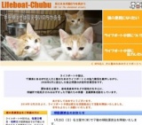 子猫との面会日および譲渡会