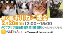 保護猫を家族に迎える譲渡会「ちばわん　市川ねこ親会」