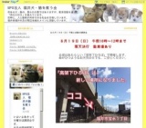 子猫と成猫の譲渡会