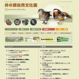 カイツブリのひなのようすと産卵調整