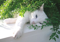 『猫ふんじゃたなギャラリーたち』