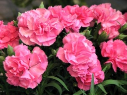 カーネーション展