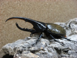 昆虫展～カブトムシとクワガタムシ特集～