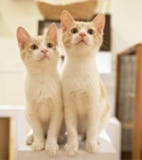 猫Photoを撮ろう☆猫カフェ合コン～ねこんかつ～
