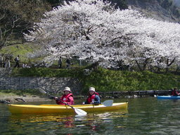 2013年　お花見カヤックツアー in 奥びわ湖