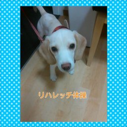 リハレッチ体操