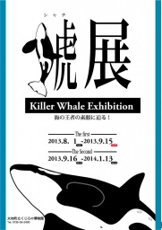 特別展「鯱展-海の王者の素顔に迫る!-」