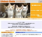 子猫との面会日および譲渡会