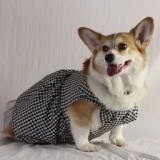 【撮影会】愛犬と一緒に年賀状用家族写真