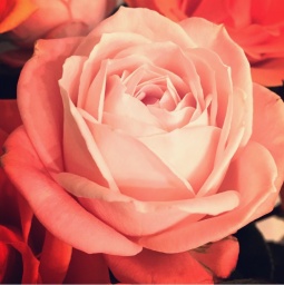 大人女子の為の「本当の自分にかえる」グループセッション♪