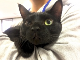 3月26日(日)猫の譲渡会 みなと猫の会主催