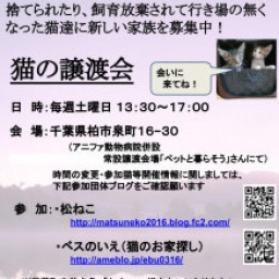 猫の譲渡会