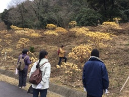 みつまたの森ウォーキング