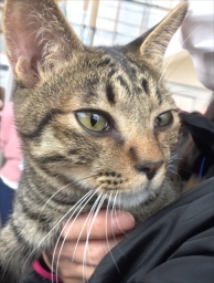 4月22日(日) 猫の譲渡会 名古屋市守山区 みなと猫の会主催