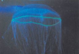 「オワンクラゲ」特別展示