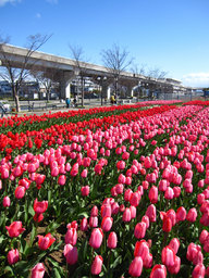 第9回 六甲アイランドチューリップ祭