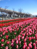 第9回 六甲アイランドチューリップ祭