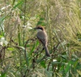 五感で感じる秋～野草や木の実で遊ぼう