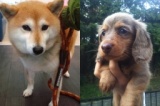 犬猫里親会