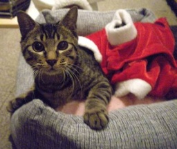 山猫庵オープンハウス　クリスマスチャリティバザー