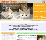 子猫との面会日および譲渡会