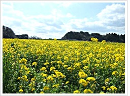 いすみの野菜ソムリエと食と自然を味わいつくす2日間|isumi-style.com