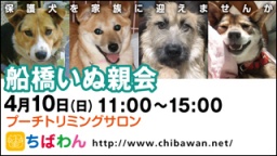 保護犬を家族に迎える譲渡会「ちばわん　船橋いぬ親会」