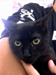 1月28日(日) 猫の譲渡会 みなと猫の会主催※のんびり猫も元気猫も！