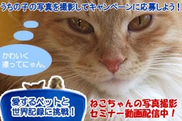 ねこちゃん限定！動画による『写真撮影セミナー』を見てうちの子の写真を投稿しよう！