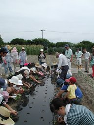 サマーフェスティバル